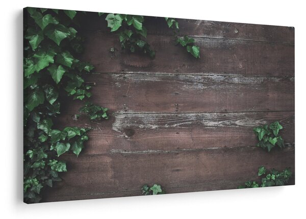 Obraz - Brečtan (90x60 cm)