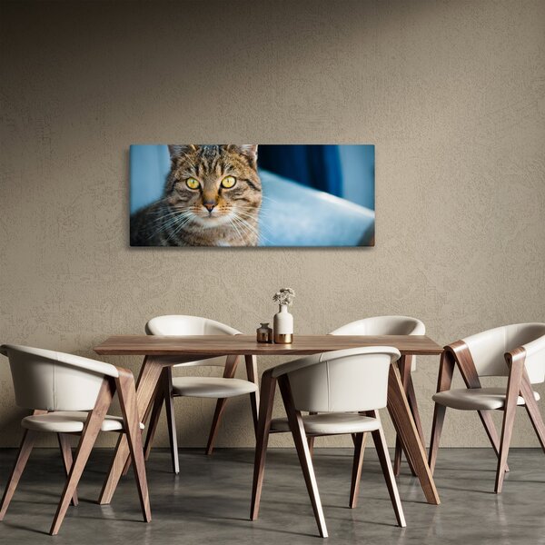 Obraz - Mačka domáca (120x50 cm)