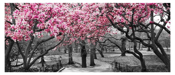 Obraz stromov Magnólie (120x50 cm)