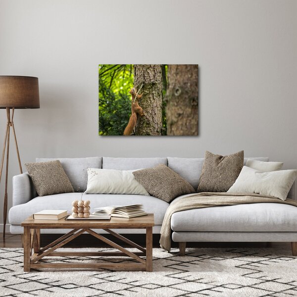 Obraz - Veverička (70x50 cm)