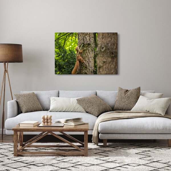 Obraz - Veverička (90x60 cm)