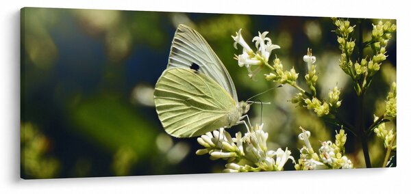 Obraz motýľa (120x50 cm)