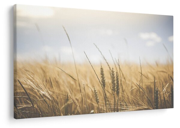 Obraz obilia (90x60 cm)