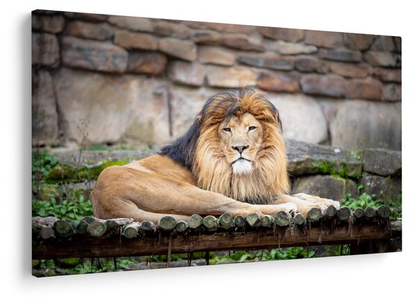 Obraz leva (90x60 cm)