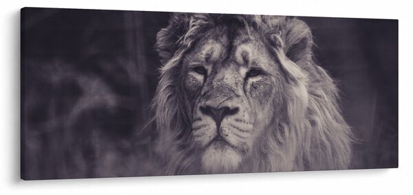 Obraz leva (120x50 cm)