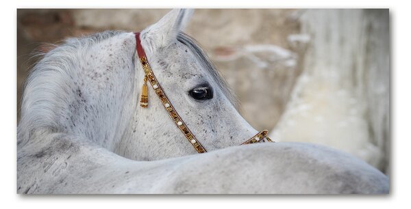 Fotoobraz na skle Biely arabský kôň