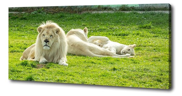 Foto obraz na plátne Béžové levy pl-oc-125x50-f-93716692