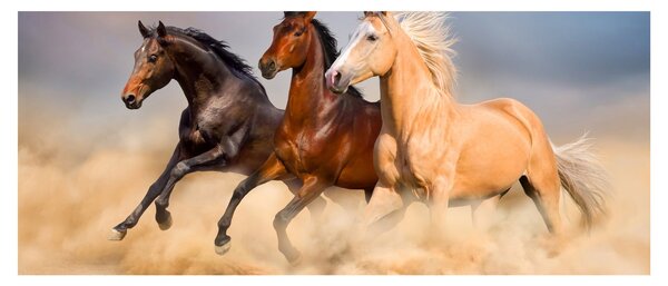 Obraz - Divé kone (120x50 cm)