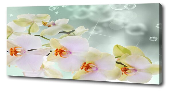 Foto obraz na plátne Biela orchidea pl-oc-125x50-f-91133337
