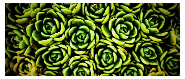 Obraz skalníc (120x50 cm)