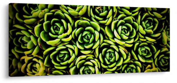 Obraz skalníc (120x50 cm)