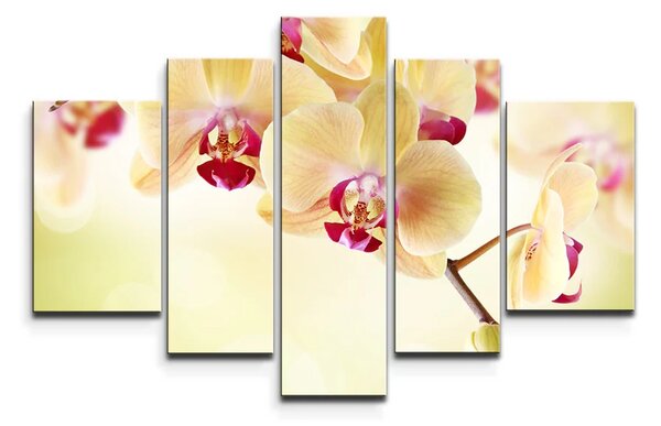Sablio Obraz - 5-dílný Orchidea 2 - 125x90 cm