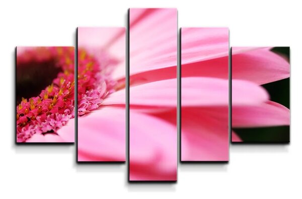 Sablio Obraz - 5-dílný Ružová gerbera - 125x90 cm