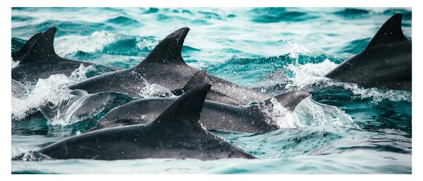 Obraz - Delfíny v oceáne (120x50 cm)