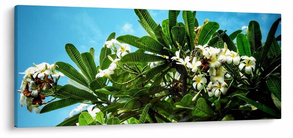 Obraz - Plumeria (120x50 cm)