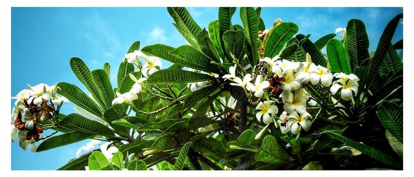 Obraz - Plumeria (120x50 cm)