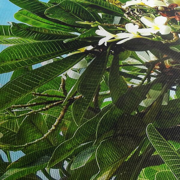 Obraz - Plumeria (90x60 cm)