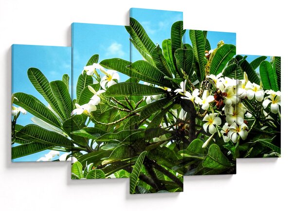 Obraz - Plumeria (150x105 cm)