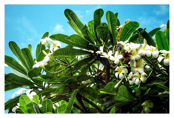 Obraz - Plumeria (90x60 cm)