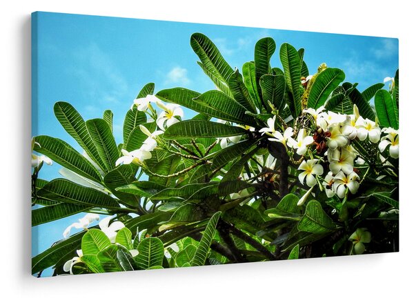 Obraz - Plumeria (90x60 cm)