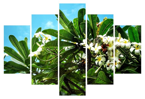 Obraz - Plumeria (150x105 cm)