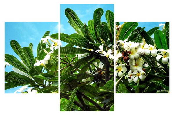 Obraz - Plumeria (90x60 cm)