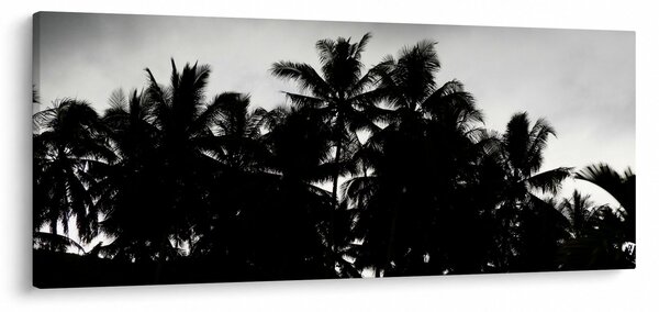 Obraz čiernobiely - palmy (120x50 cm)