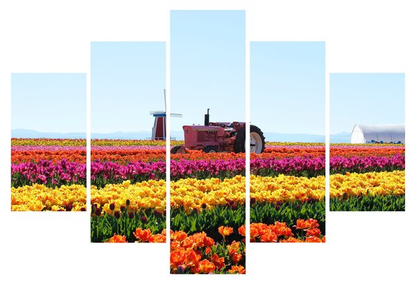 Obraz tulipánové farmy (150x105 cm)