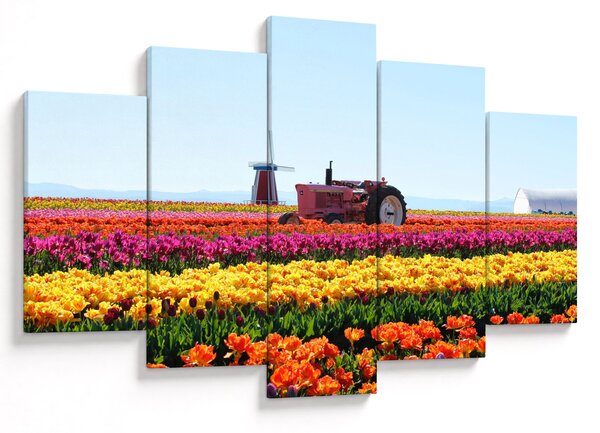 Obraz tulipánové farmy (150x105 cm)