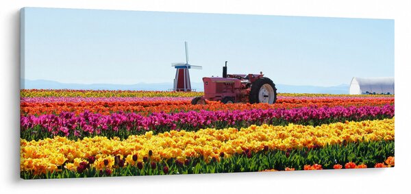 Obraz tulipánové farmy (120x50 cm)