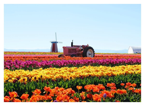Obraz tulipánové farmy (70x50 cm)