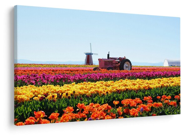 Obraz tulipánové farmy (90x60 cm)