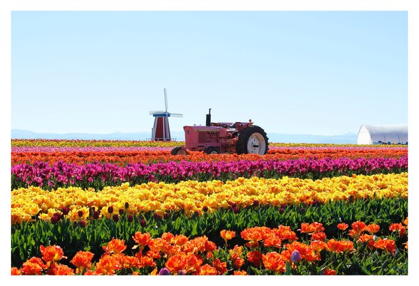 Obraz tulipánové farmy (90x60 cm)