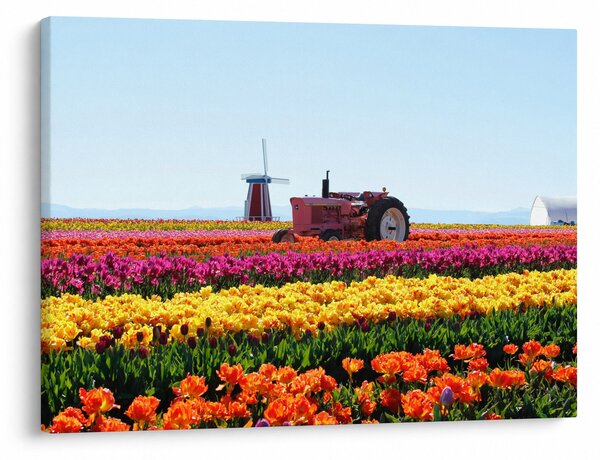 Obraz tulipánové farmy (70x50 cm)