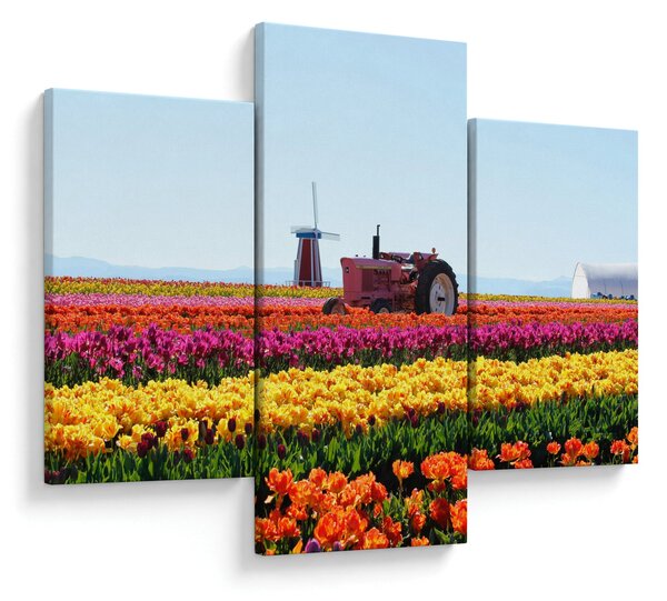 Obraz tulipánové farmy (90x60 cm)