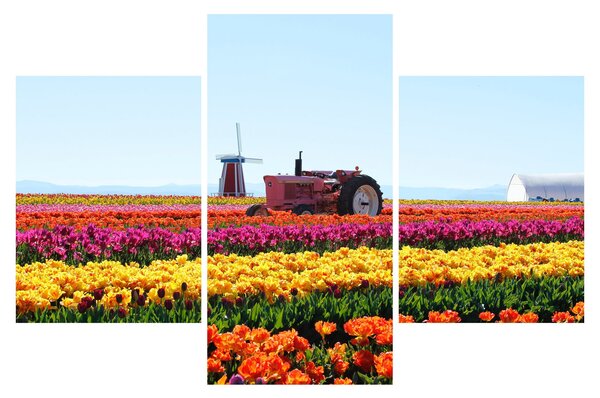 Obraz tulipánové farmy (90x60 cm)
