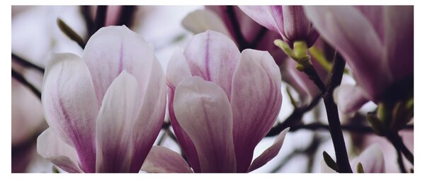 Obraz - Magnolie (120x50 cm)