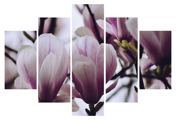 Obraz - Magnolie (150x105 cm)