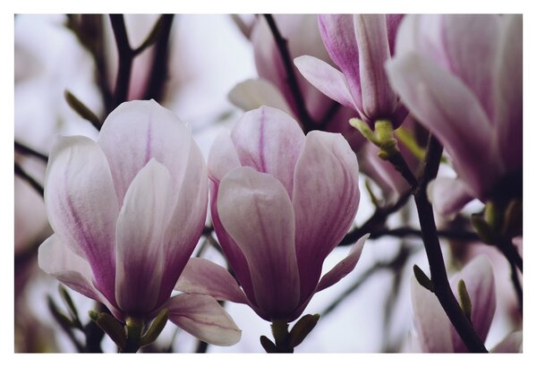 Obraz - Magnolie (90x60 cm)