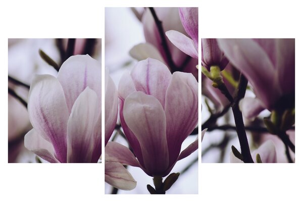 Obraz - Magnolie (90x60 cm)