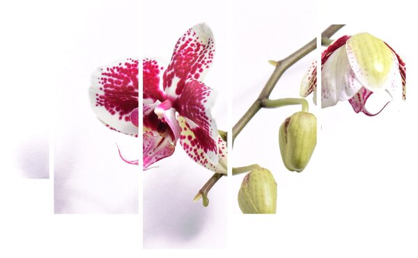 Obraz kvetu orchidey (150x105 cm)
