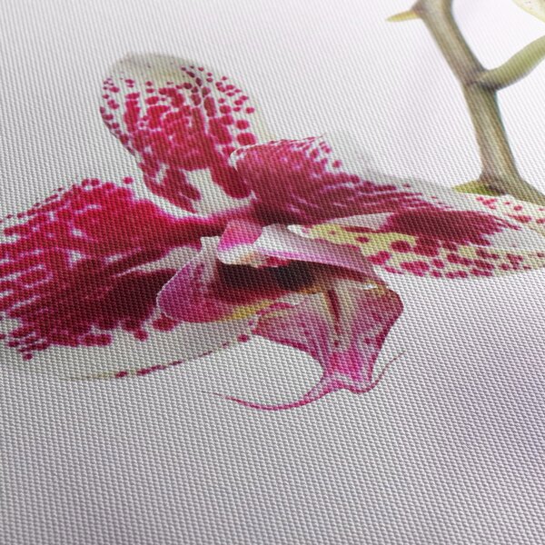 Obraz kvetu orchidey (90x60 cm)