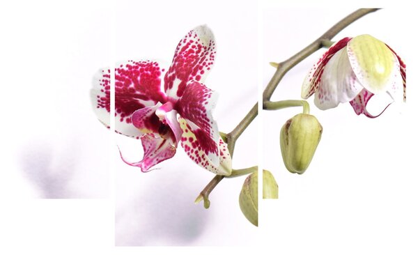 Obraz kvetu orchidey (90x60 cm)