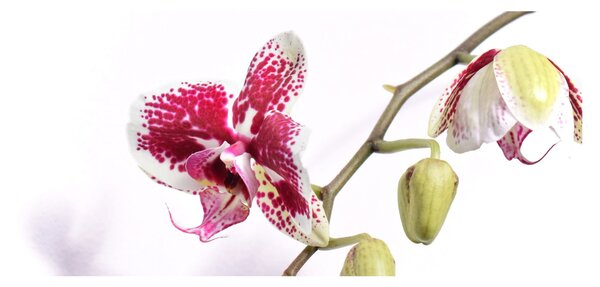 Obraz kvetu orchidey (120x50 cm)