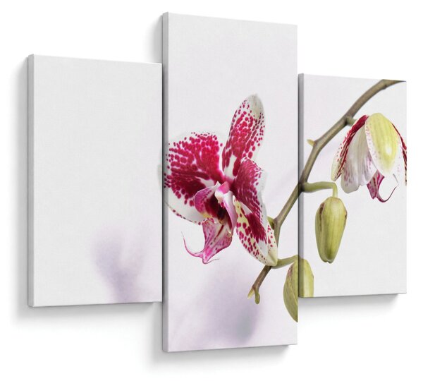 Obraz kvetu orchidey (90x60 cm)