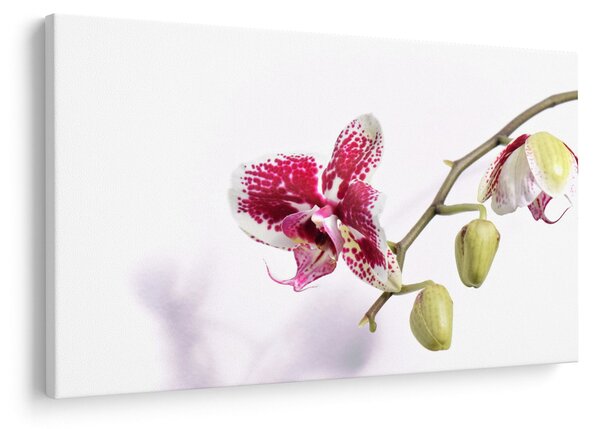 Obraz kvetu orchidey (90x60 cm)