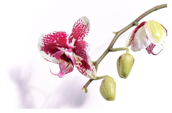 Obraz kvetu orchidey (90x60 cm)