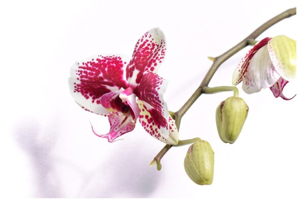 Obraz kvetu orchidey (70x50 cm)