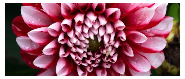 Obraz ružovej Dahlie (120x50 cm)