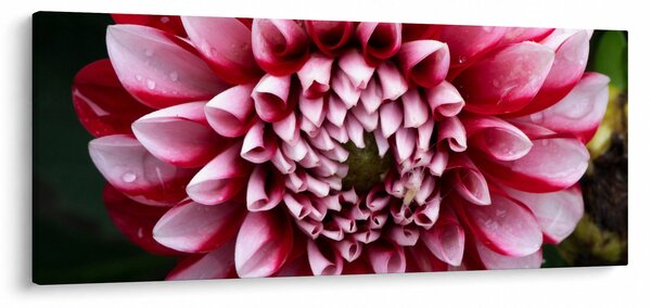 Obraz ružovej Dahlie (120x50 cm)